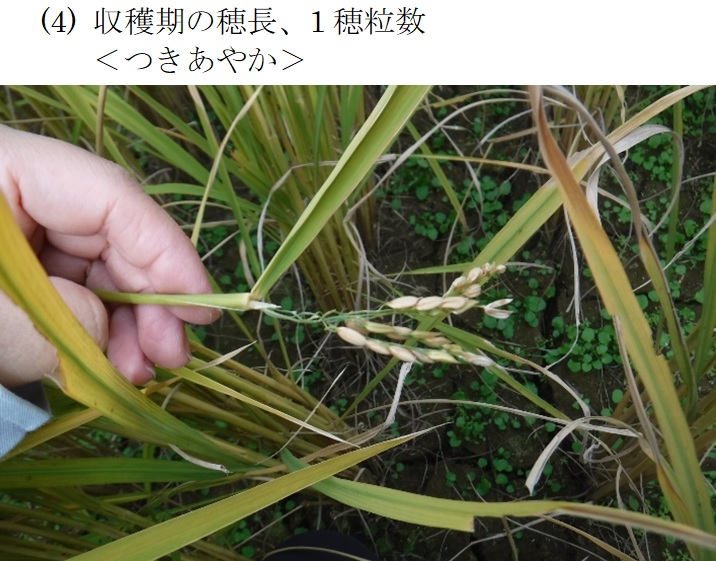 飼料用稲|つきはやか・つきあやか