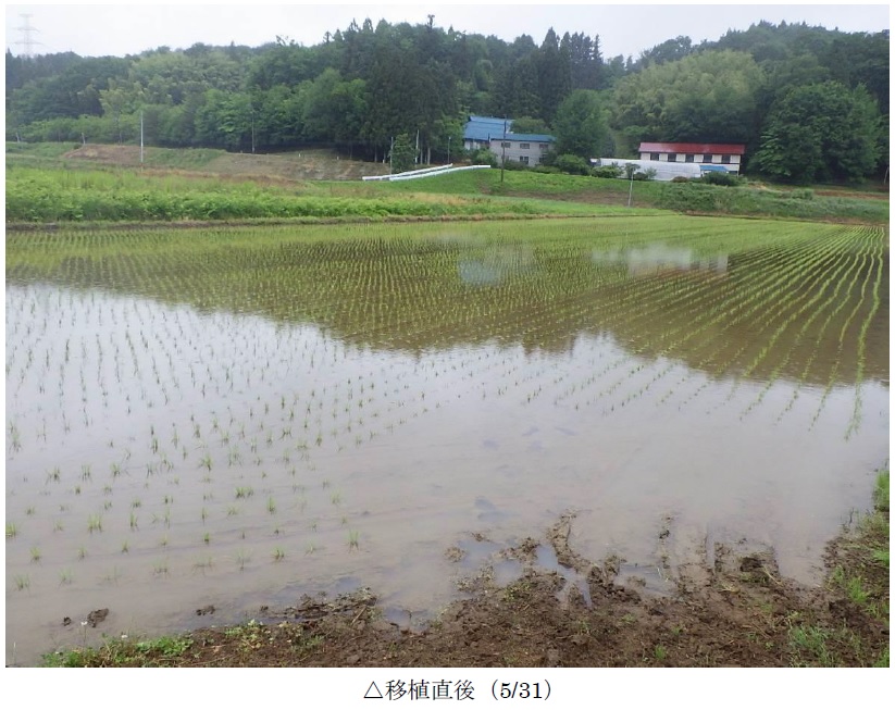 飼料用稲|つきすずか