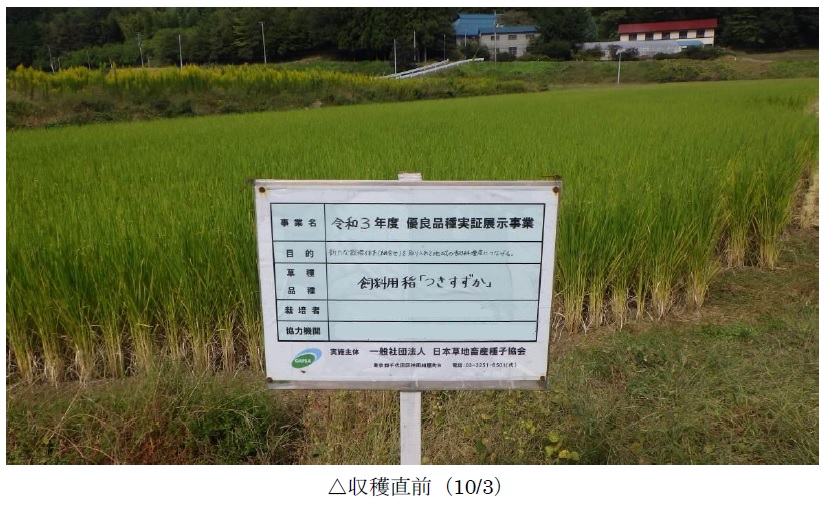 飼料用稲|つきすずか