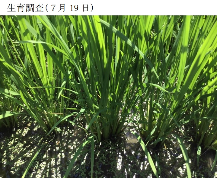 飼料用稲|つきことか