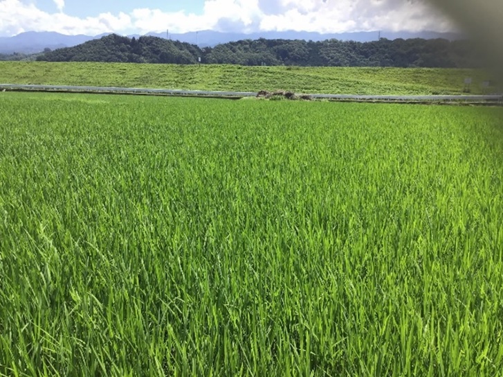 飼料用稲|つきことか