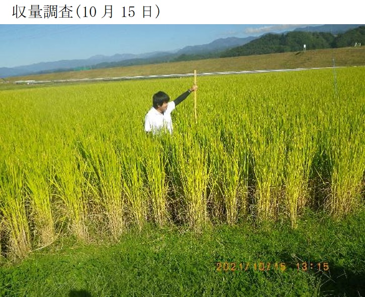 飼料用稲|つきことか