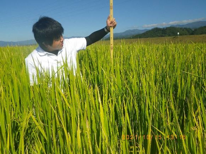 飼料用稲|つきことか