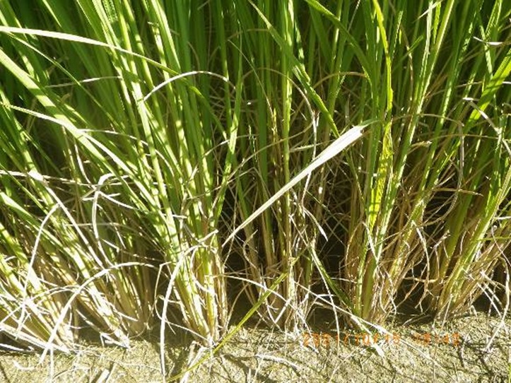 飼料用稲|つきことか