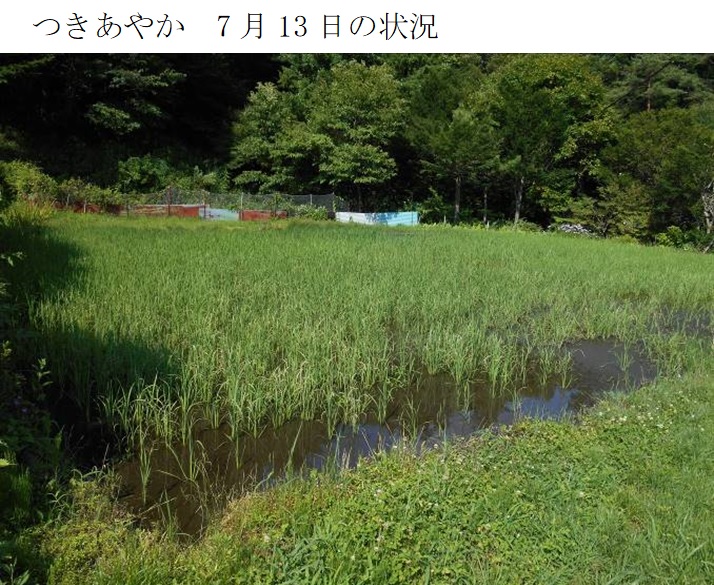 飼料用稲|つきあやか・つきはやか