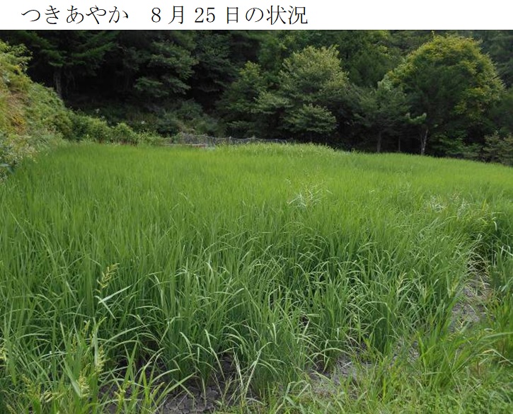 飼料用稲|つきあやか・つきはやか