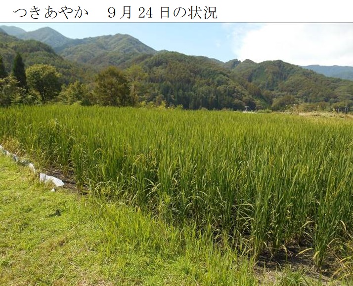 飼料用稲|つきあやか・つきはやか