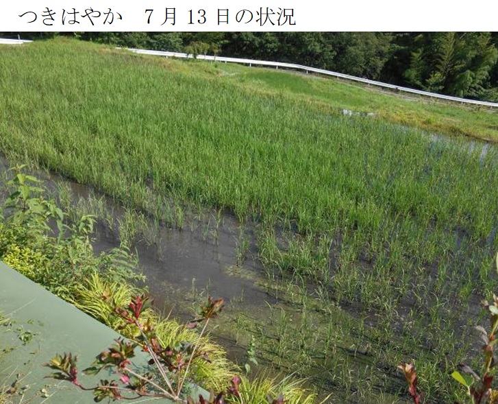 飼料用稲|つきあやか・つきはやか