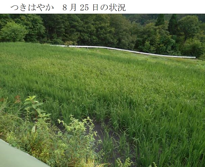 飼料用稲|つきあやか・つきはやか