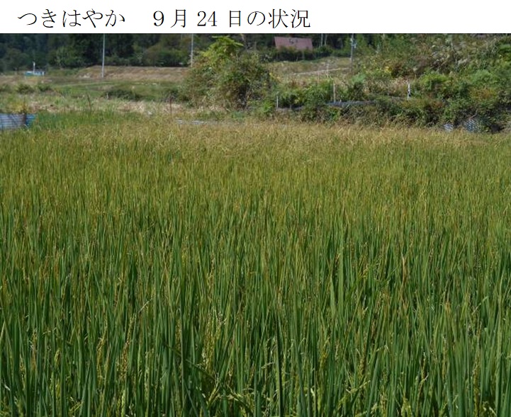 飼料用稲|つきあやか・つきはやか