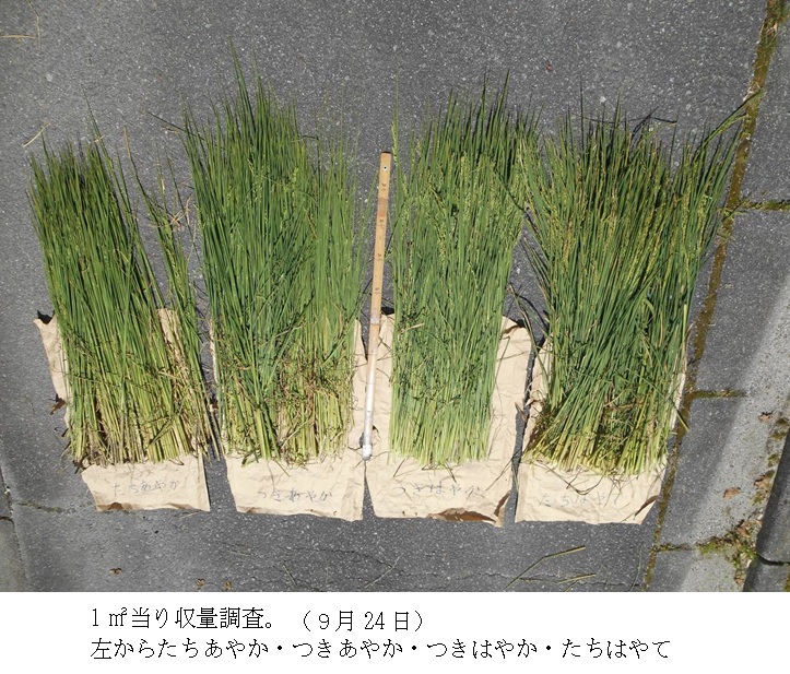 飼料用稲|つきあやか・つきはやか