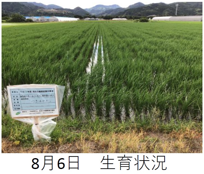 飼料用稲|つきはやか
