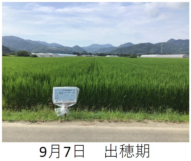 飼料用稲|つきはやか