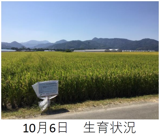 飼料用稲|つきはやか