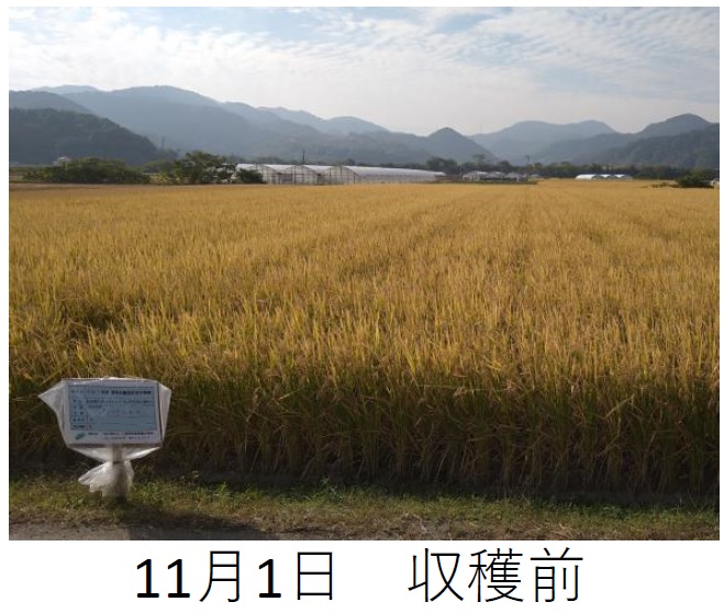 飼料用稲|つきはやか