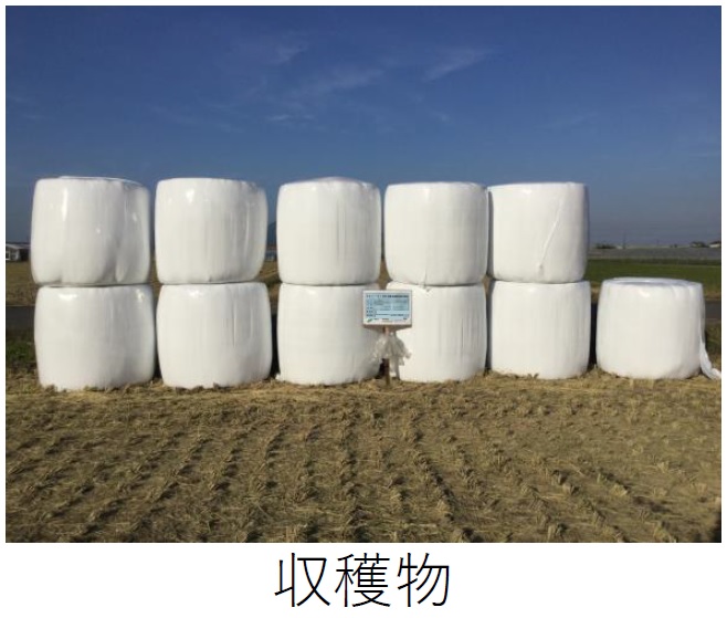 飼料用稲|つきはやか