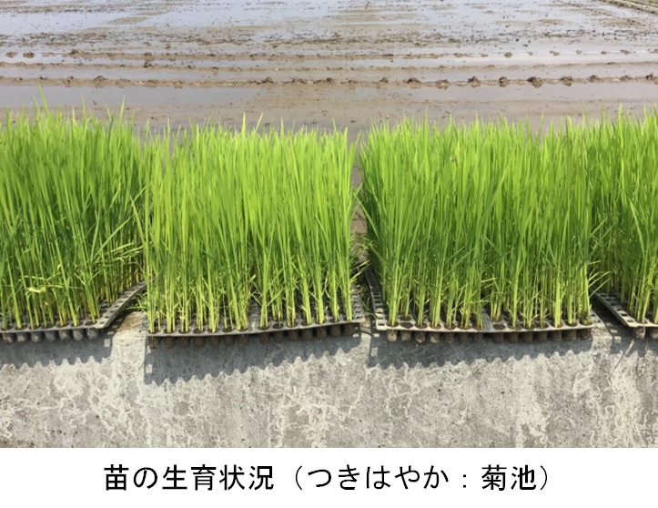 飼料用稲|つきはやか