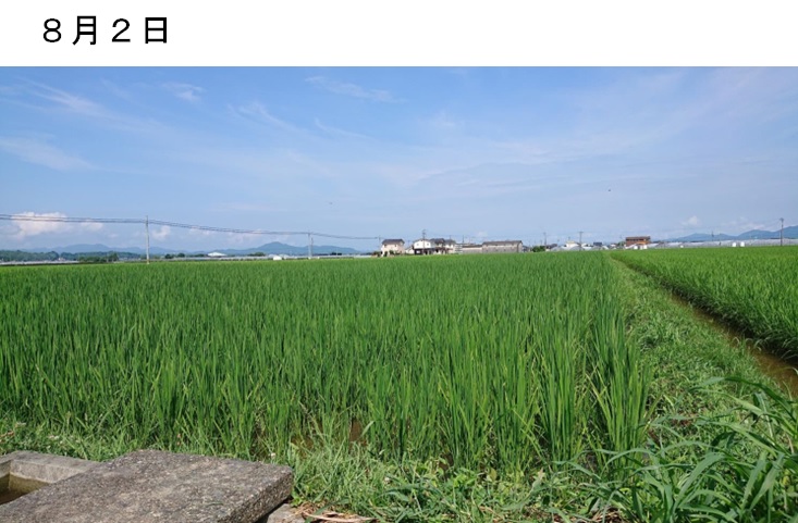 飼料用稲|つきはやか