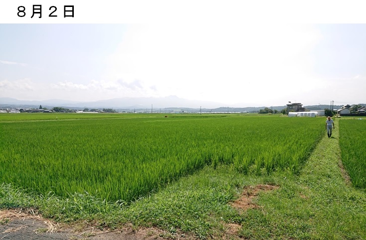 飼料用稲|つきはやか