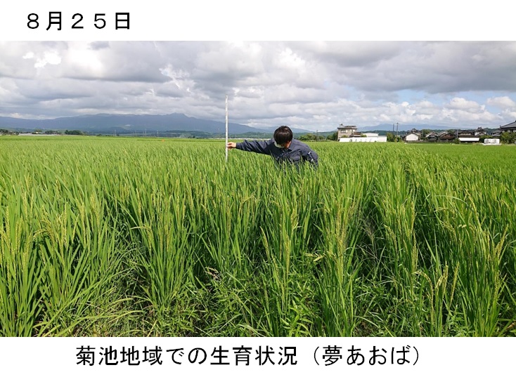 飼料用稲|つきはやか
