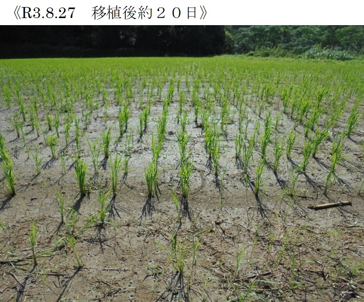 飼料用稲|つきことか