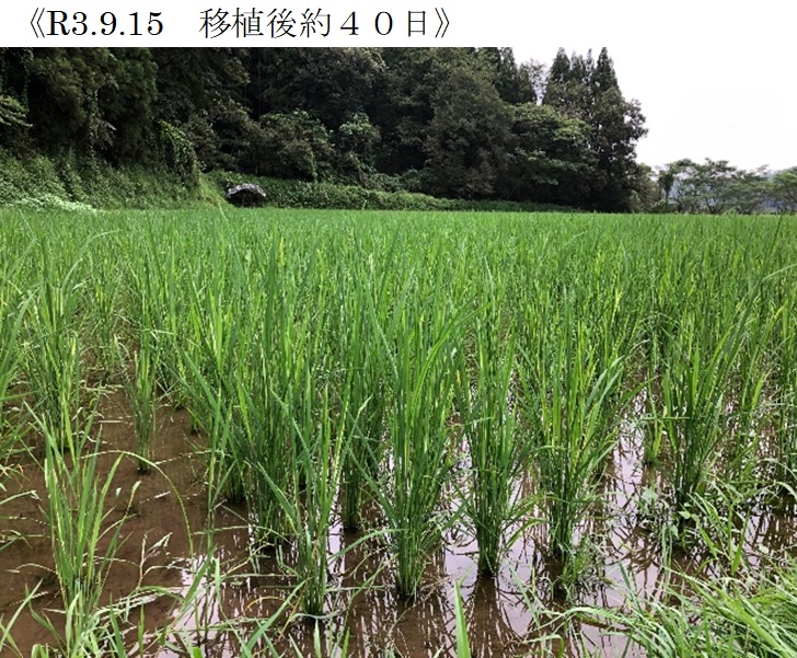 飼料用稲|つきことか