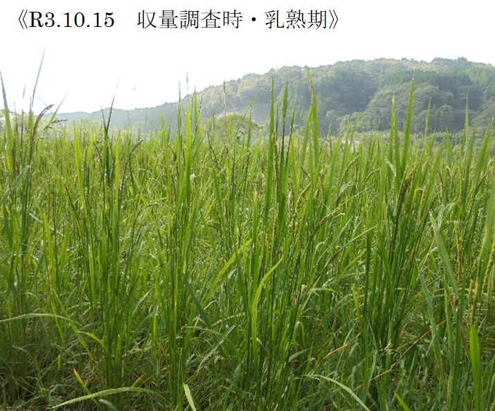 飼料用稲|つきことか