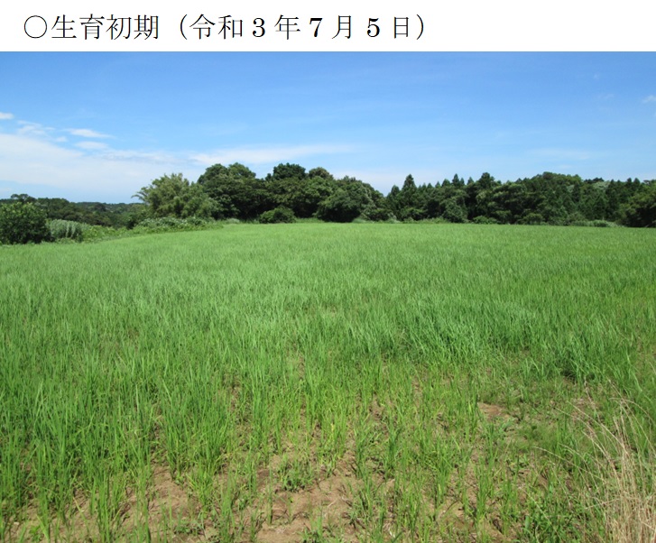 飼料用稲|つきすずか