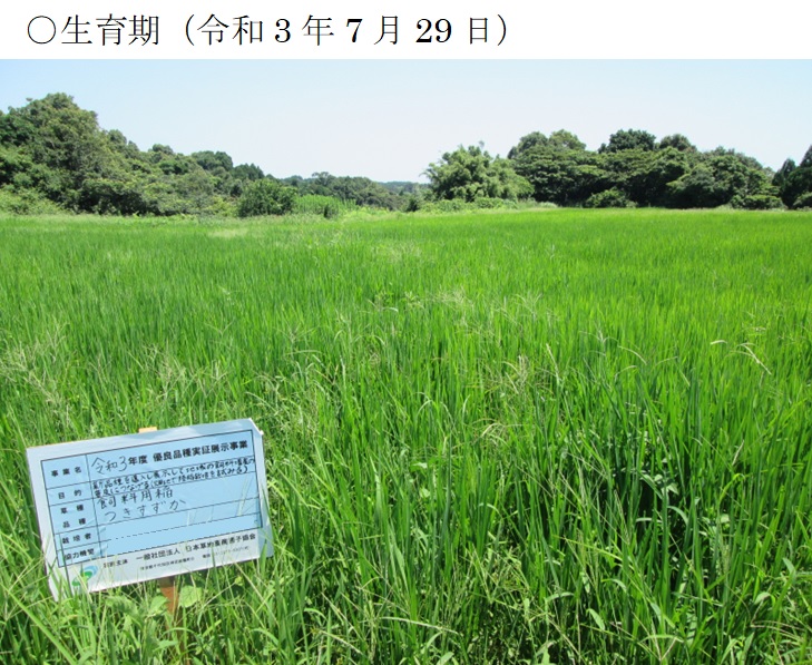 飼料用稲|つきすずか