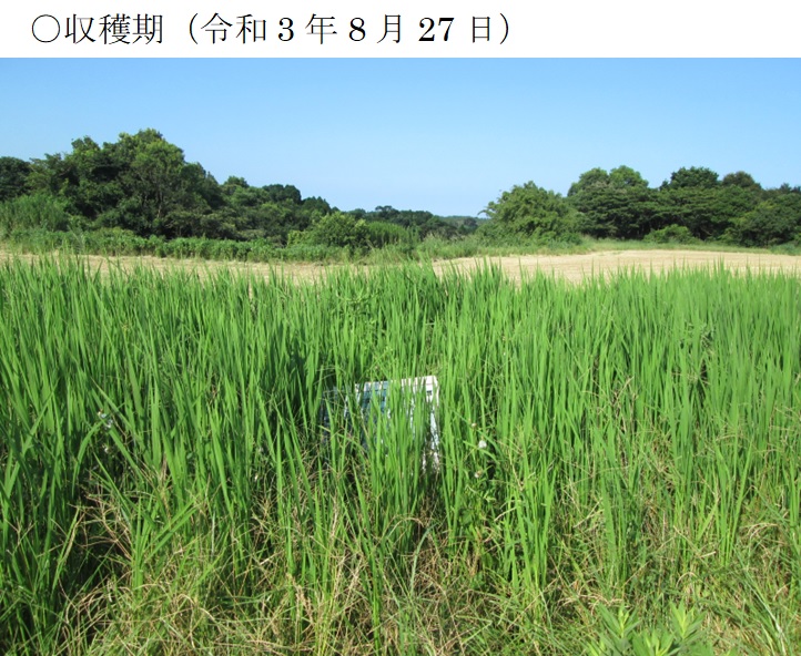 飼料用稲|つきすずか