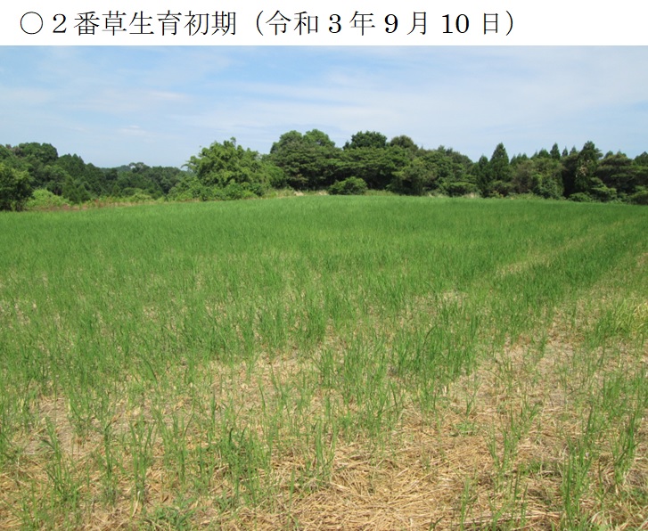 飼料用稲|つきすずか