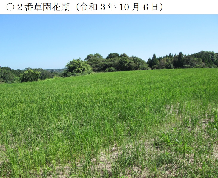 飼料用稲|つきすずか