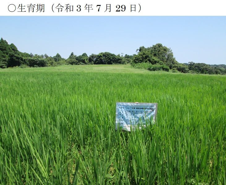 飼料用稲|たちすずか