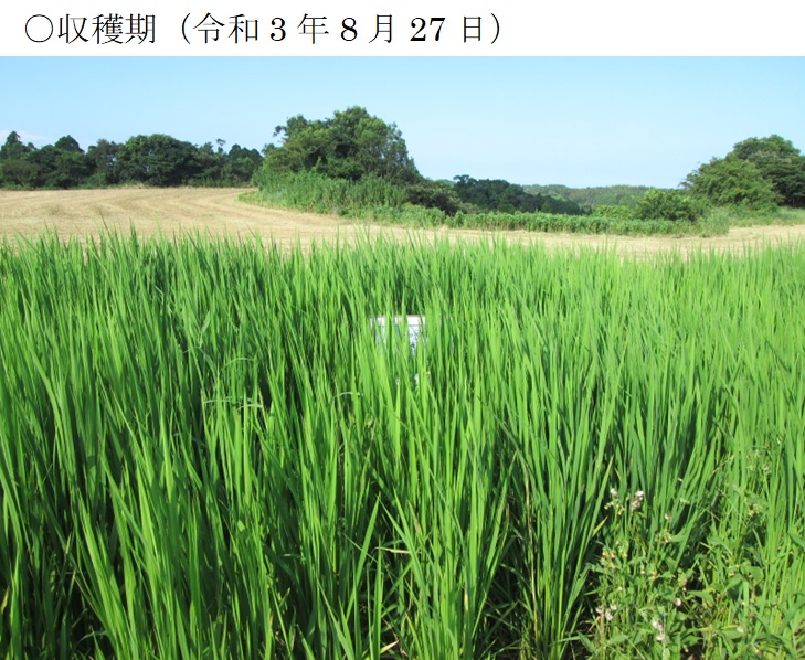飼料用稲|たちすずか