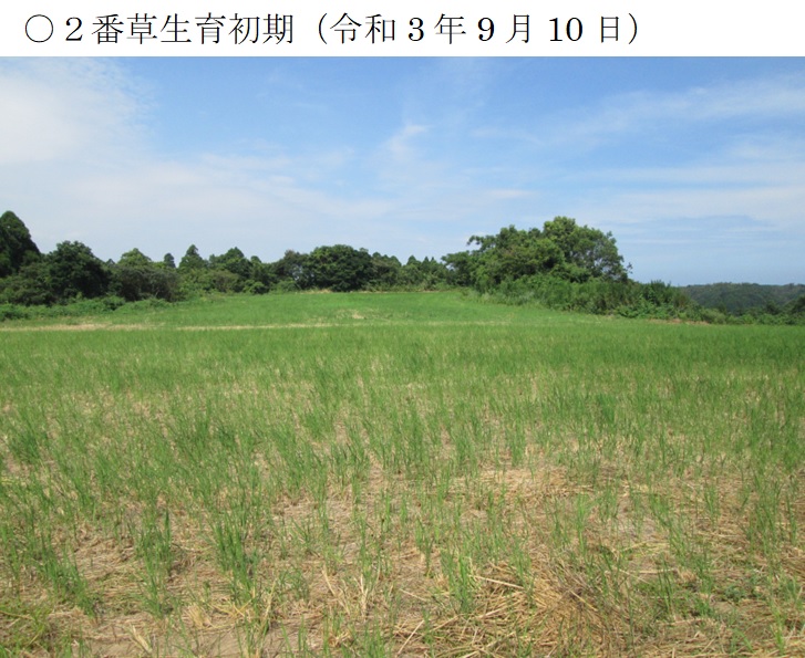 飼料用稲|たちすずか