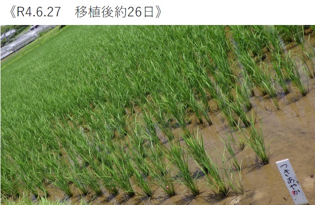 飼料用稲|つきあやか