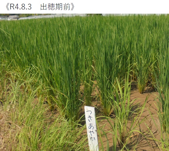飼料用稲|つきあやか