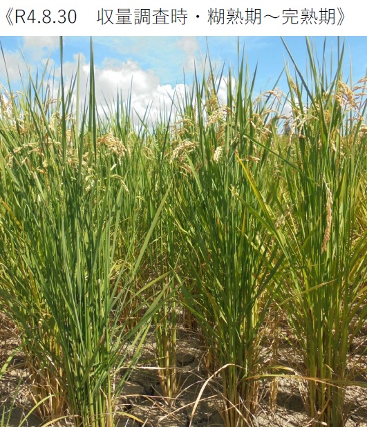飼料用稲|つきあやか