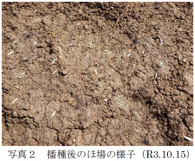 フェストロリウム|東北1号