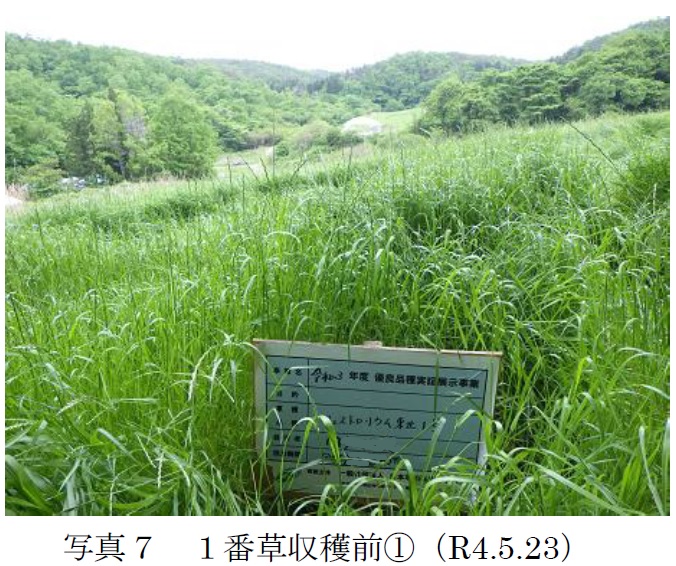 フェストロリウム|東北1号