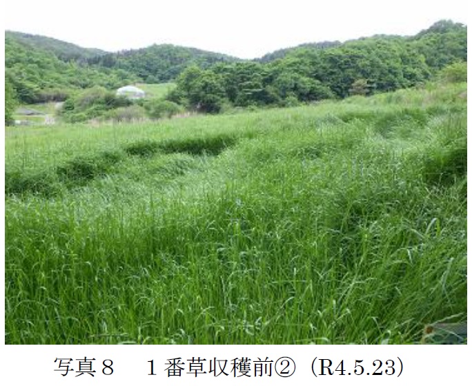 フェストロリウム|東北1号