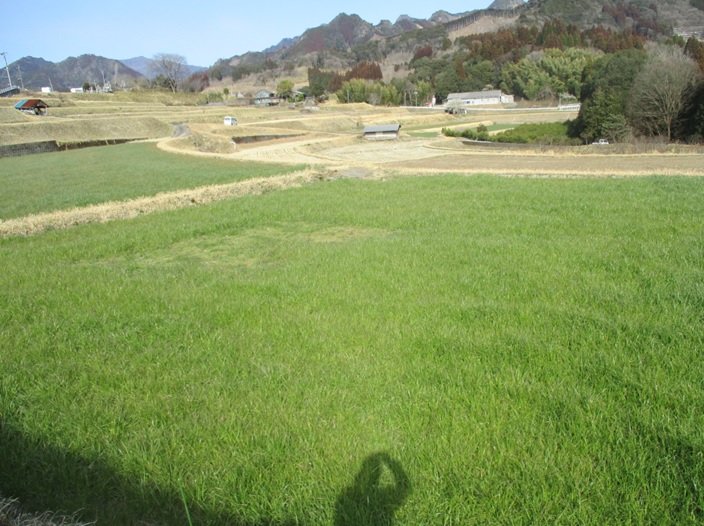 イタリアンライグラス|はやまき18