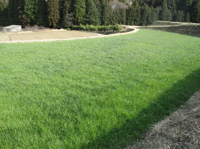 イタリアンライグラス|はやまき18