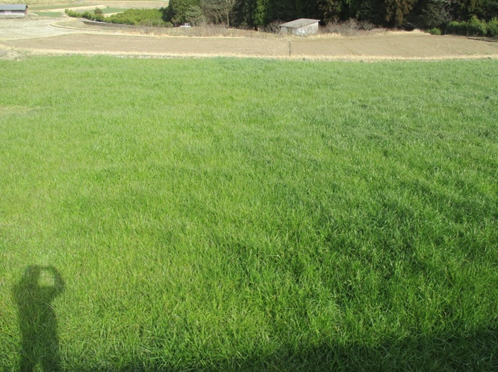 イタリアンライグラス|はやまき18