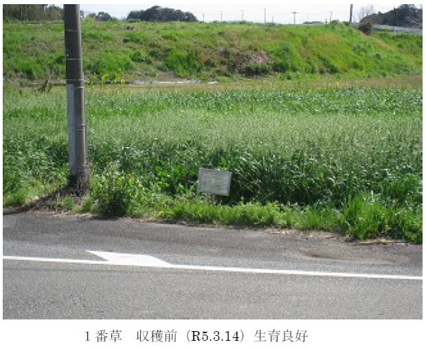 イタリアンライグラス+エンバク|はやまき18+たちあかね