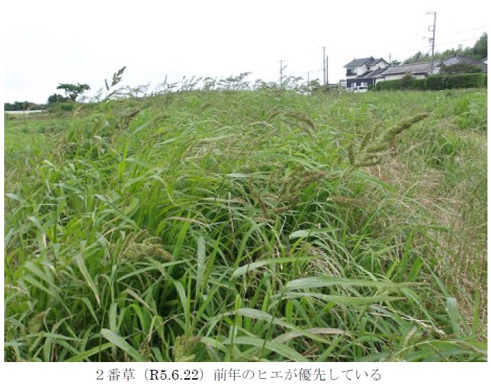 イタリアンライグラス+エンバク|はやまき18+たちあかね