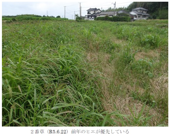 イタリアンライグラス+エンバク|はやまき18+たちあかね