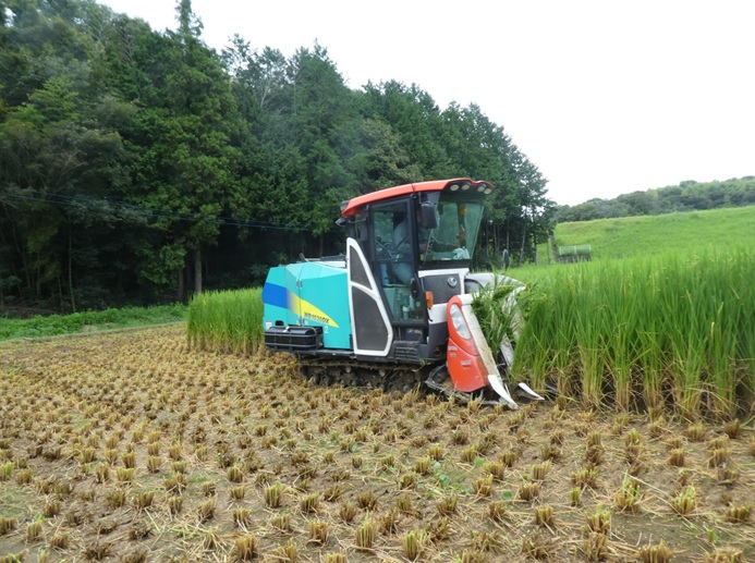 飼料用稲|つきすずか
