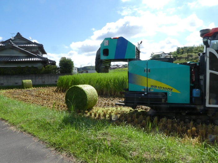 飼料用稲|つきすずか
