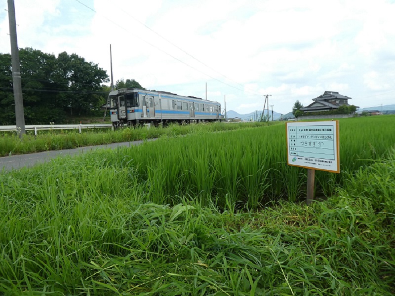 飼料用稲|つきすずか